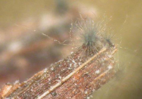 Chaetomium auf Stroh