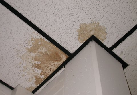Schadensbild Pilze