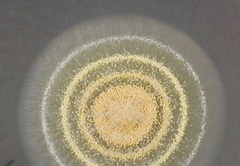 Aspergillus ochraceus